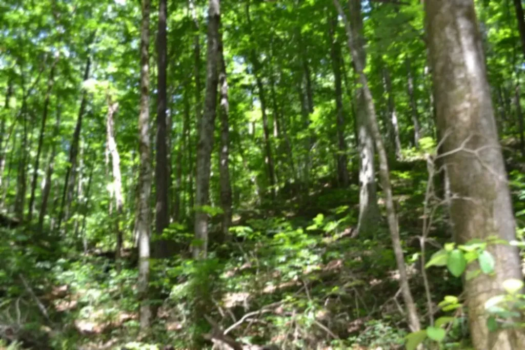 2390 Pea Ridge Fire Tower Road Celina TN 38551