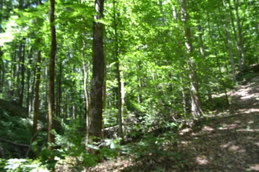 2390 Pea Ridge Fire Tower Road Celina TN 38551