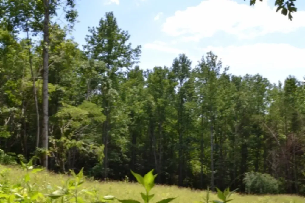 2390 Pea Ridge Fire Tower Road Celina TN 38551
