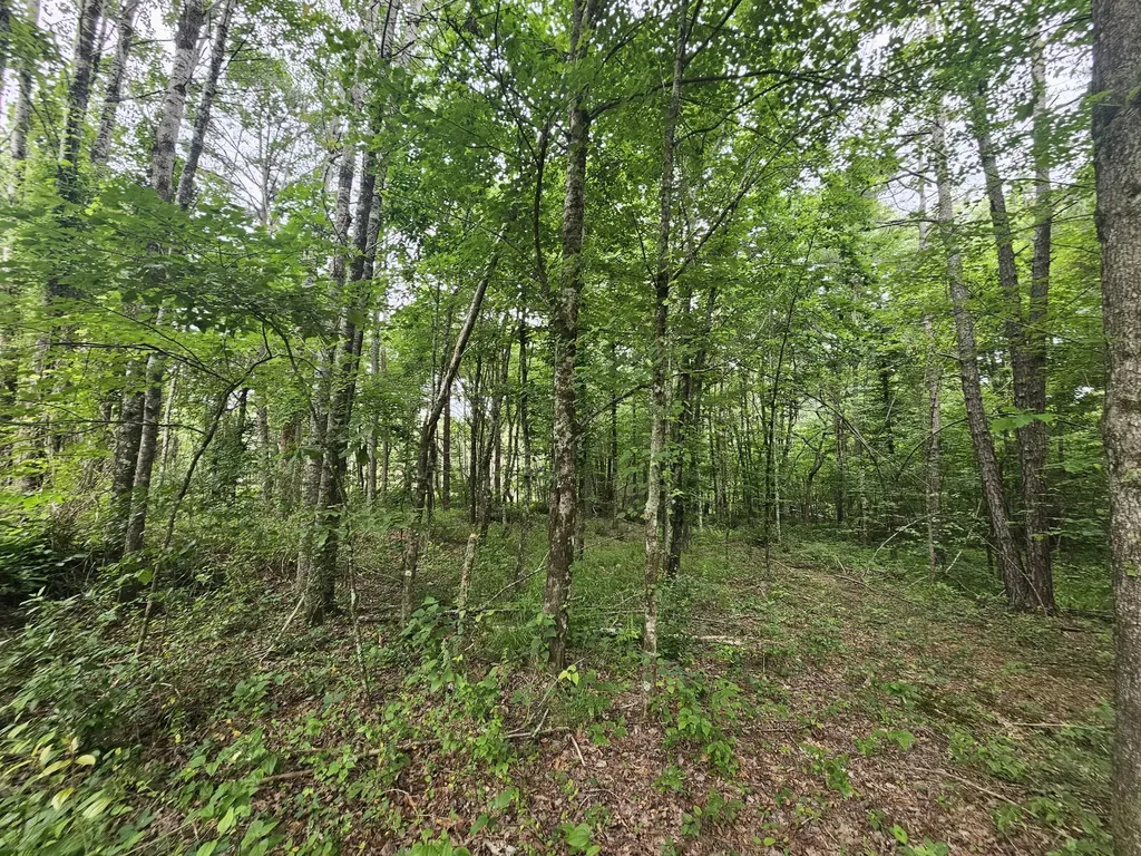 229 Windstone Drive Tracy City TN 37387