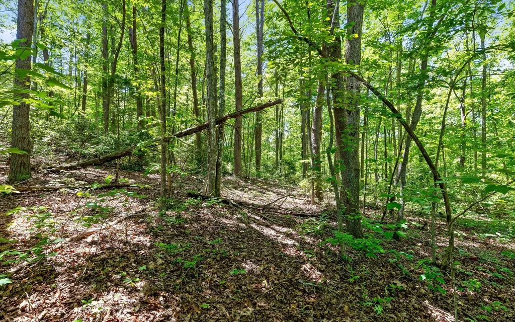2 Holly Street Signal Mountain TN 37377