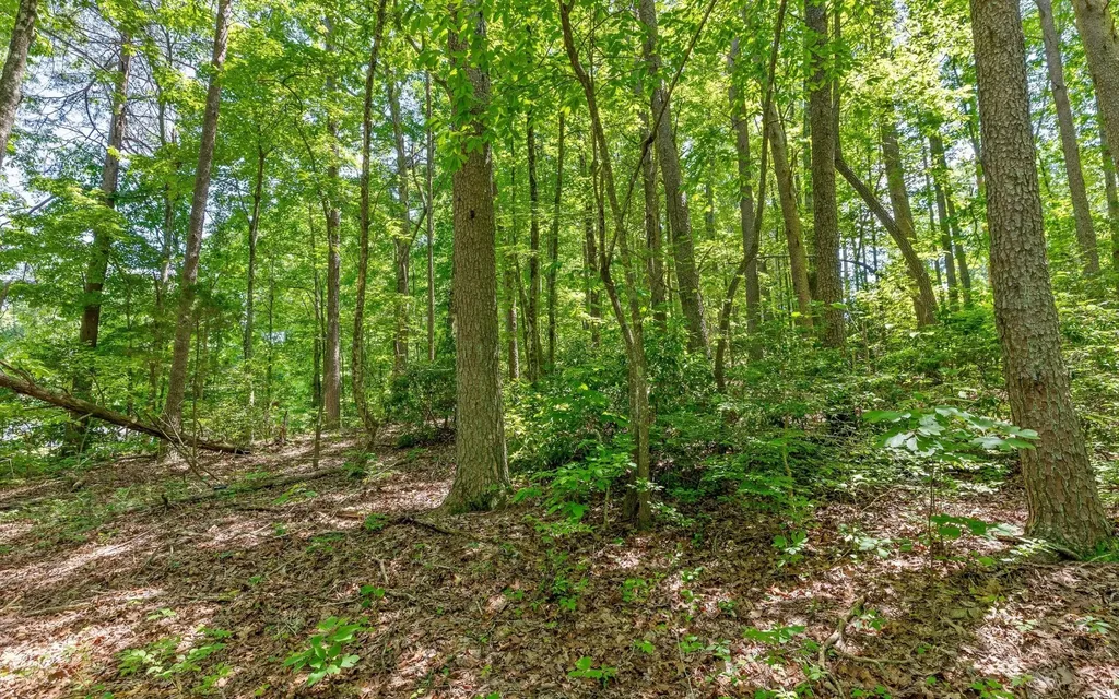 2 Holly Street Signal Mountain TN 37377