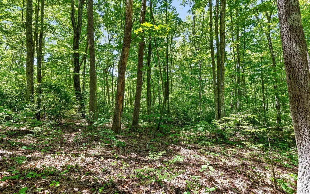 2 Holly Street Signal Mountain TN 37377