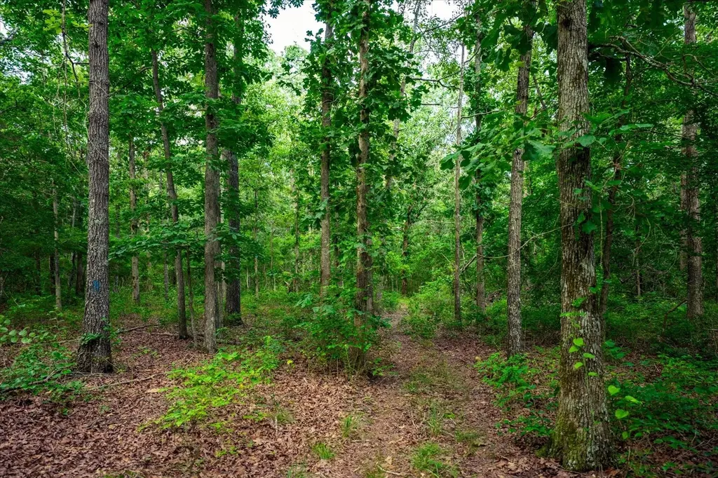 124 Napier Road Hohenwald TN 38462
