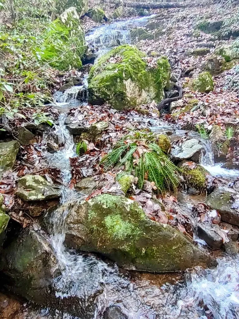 74 Black Cat Trail Rockwood TN 37854