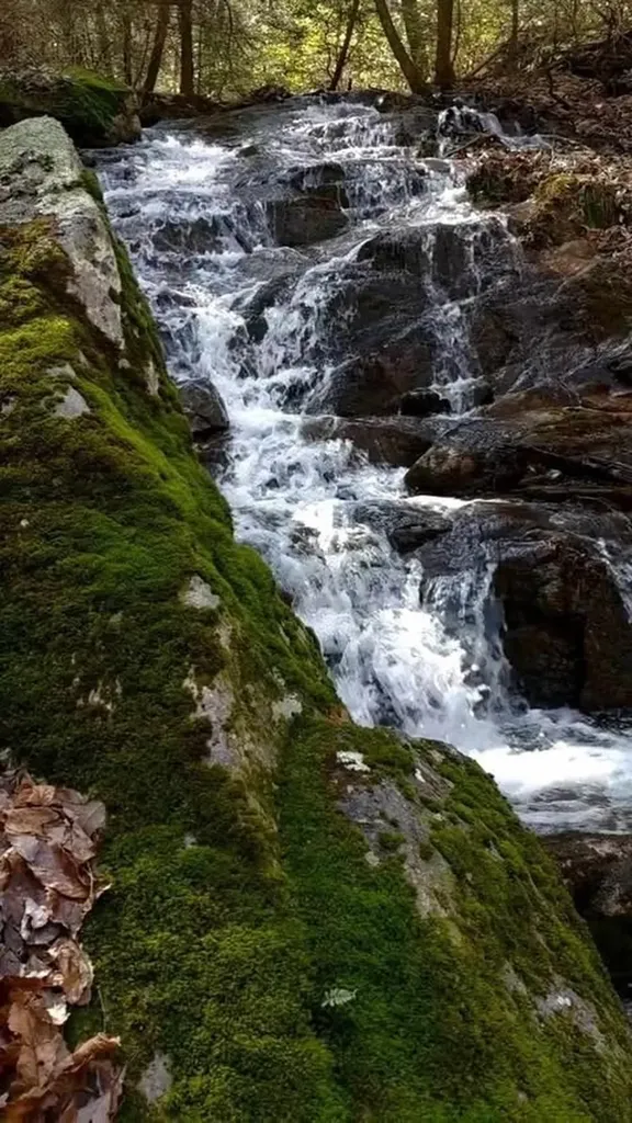 74 Black Cat Trail Rockwood TN 37854