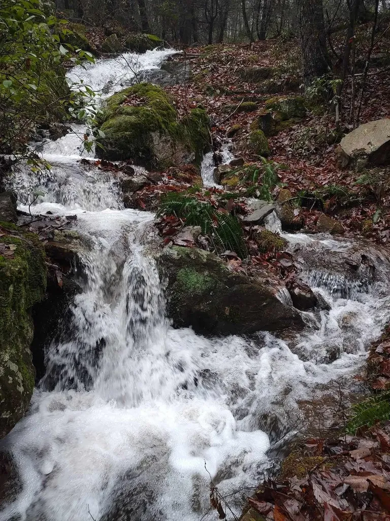 74 Black Cat Trail Rockwood TN 37854