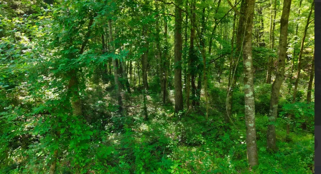 0 Beech Ridge Road Parsons TN 38363