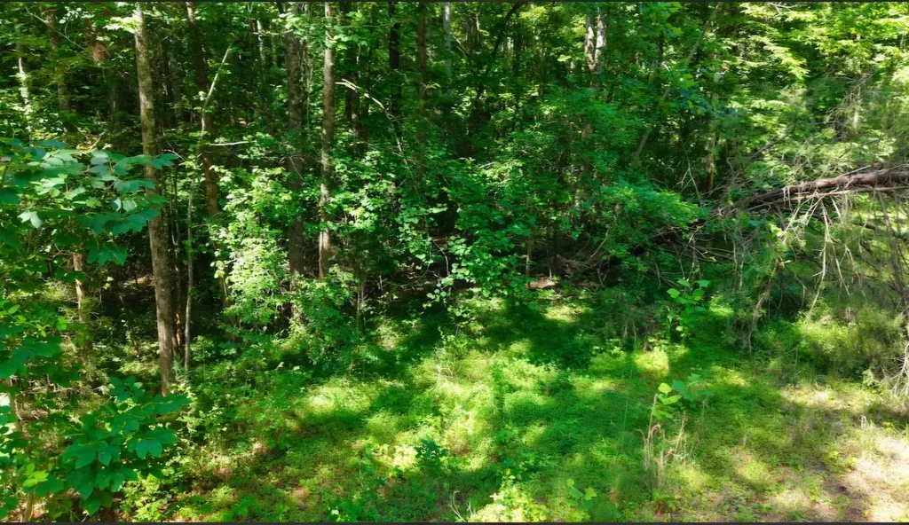 0 Beech Ridge Road Parsons TN 38363