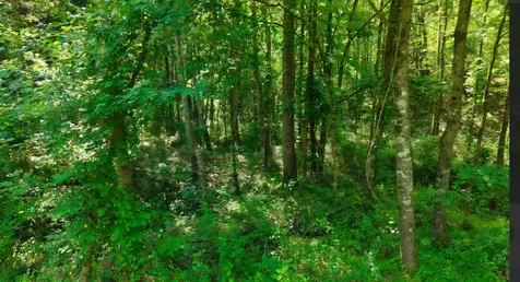 0 Beech Ridge Road Parsons TN 38363