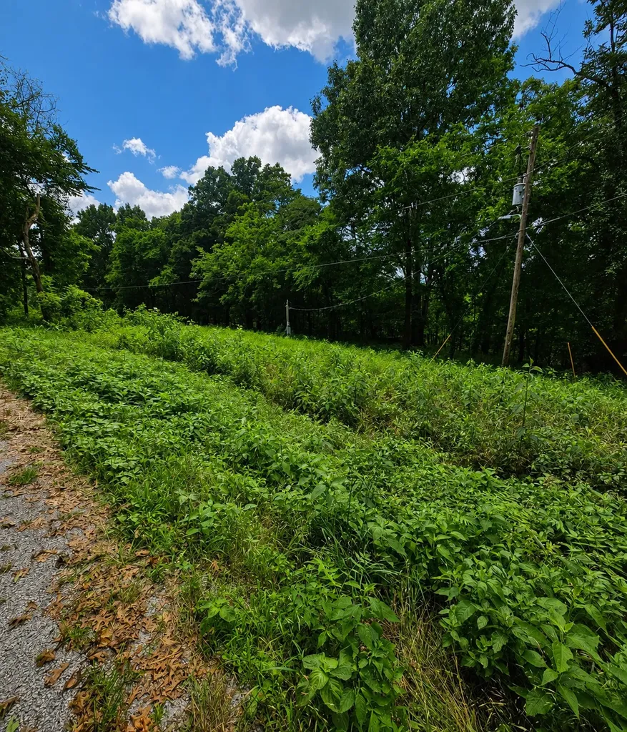 1299 Dixon Town Road Prospect TN 38477