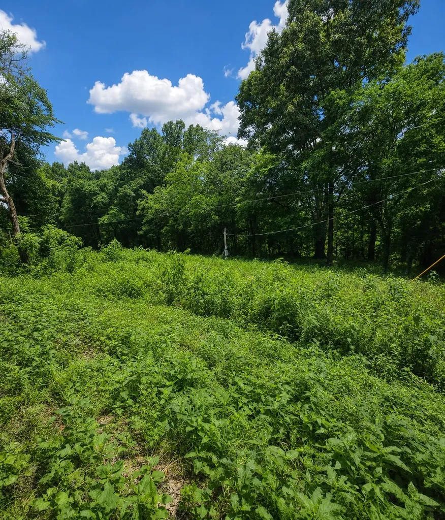 1299 Dixon Town Road Prospect TN 38477