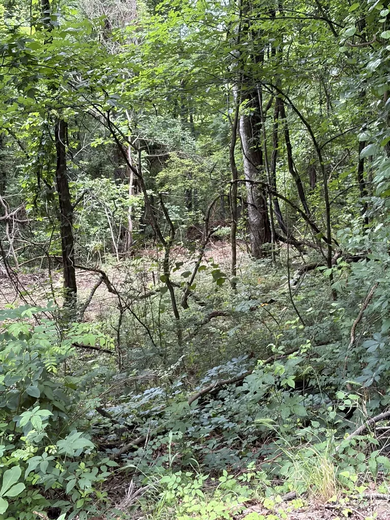 1299 Dixon Town Road Prospect TN 38477