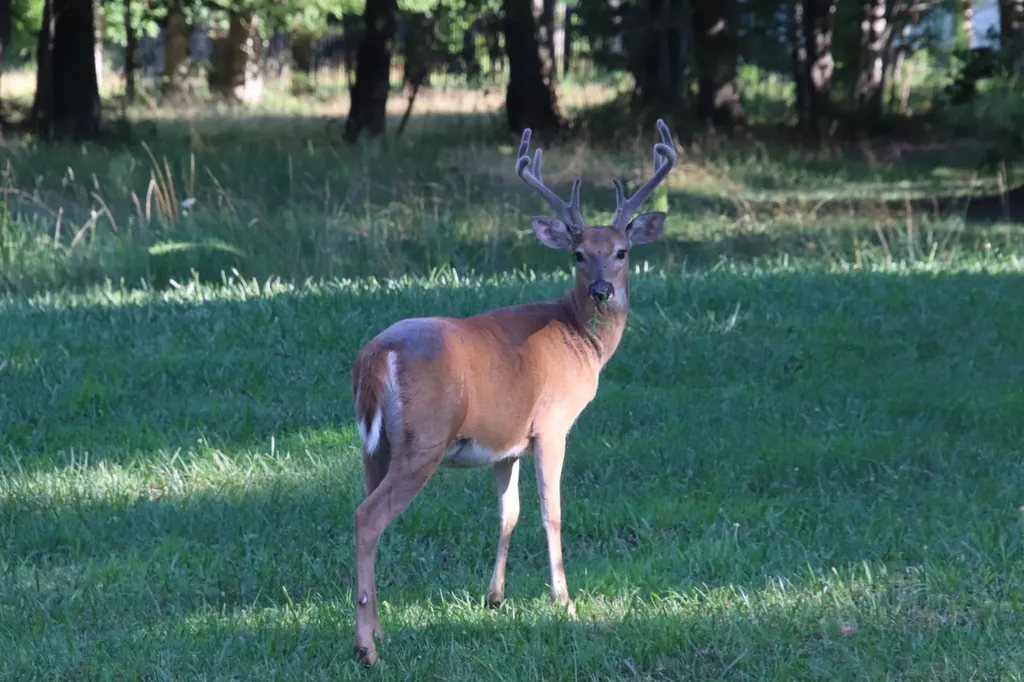 400 Tree House Trail Dunlap TN 37327