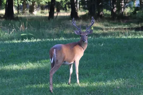 400 Tree House Trail Dunlap TN 37327