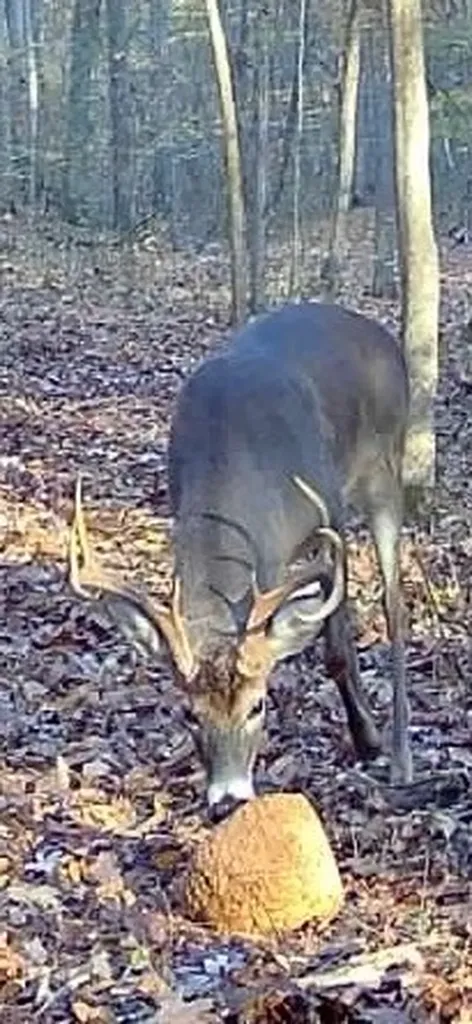 570 Bobcat Trail Dover TN 37058