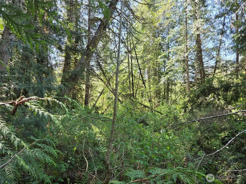 0 Falls Road Randle WA 98377