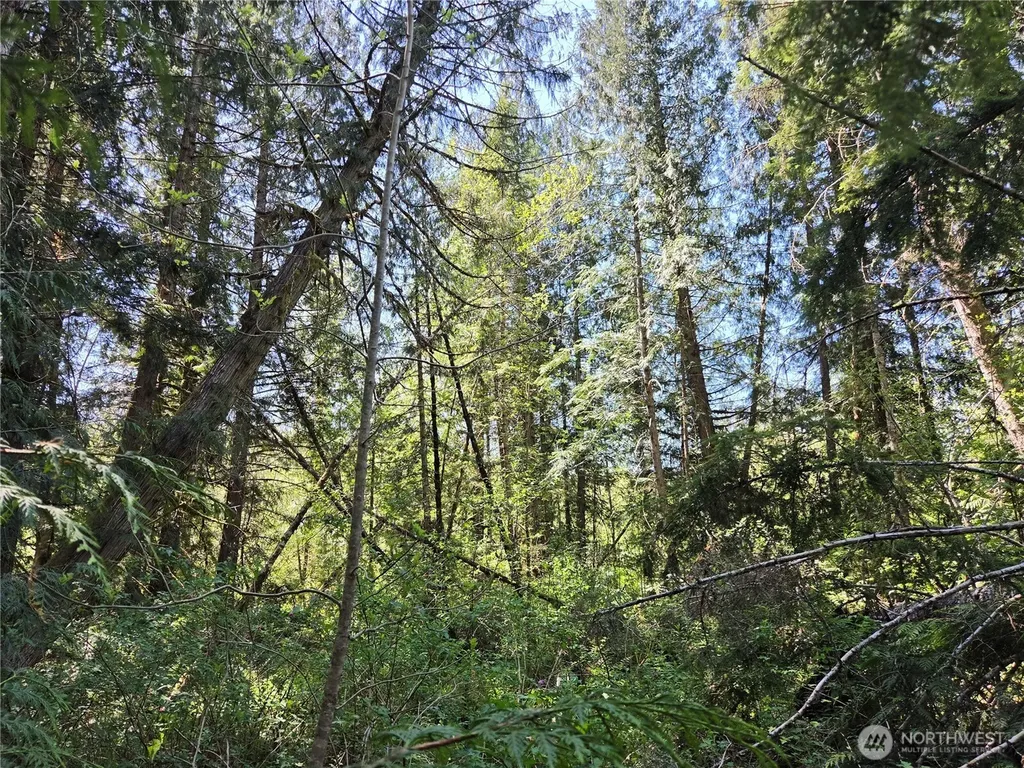 0 Falls Road Randle WA 98377
