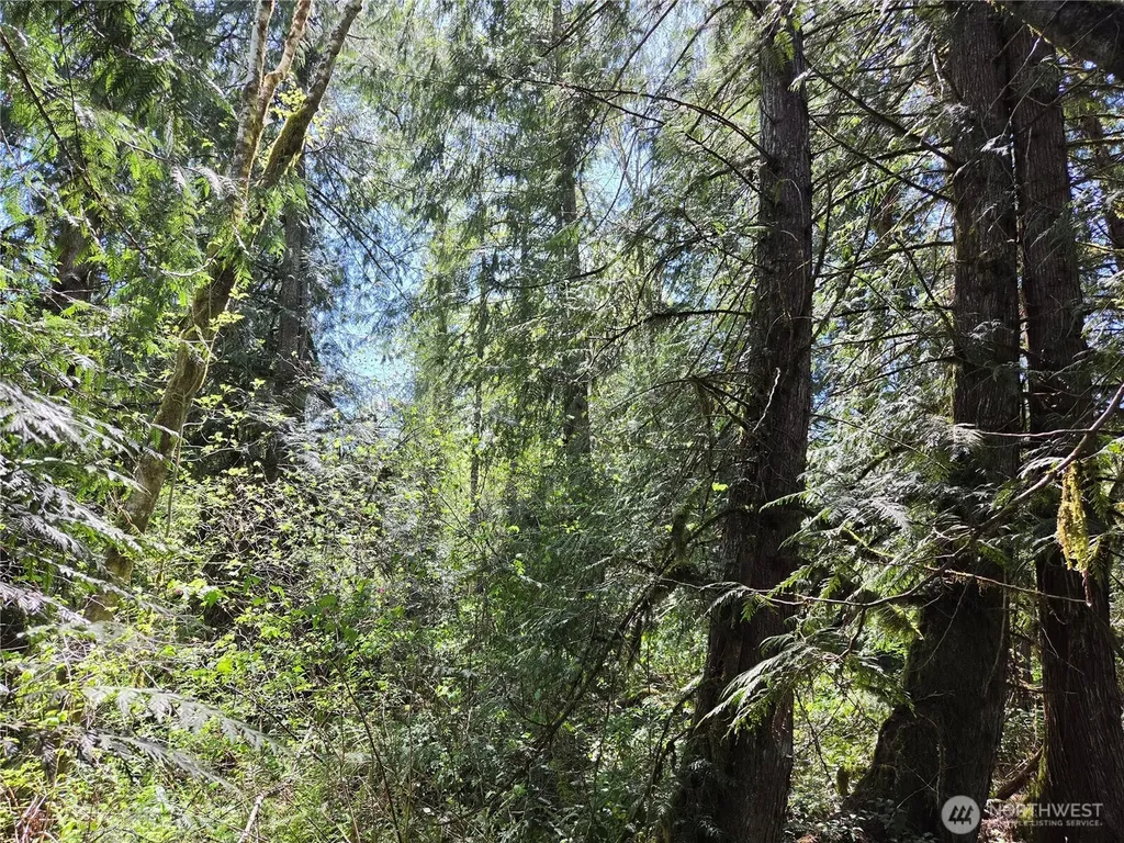 0 Falls Road Randle WA 98377