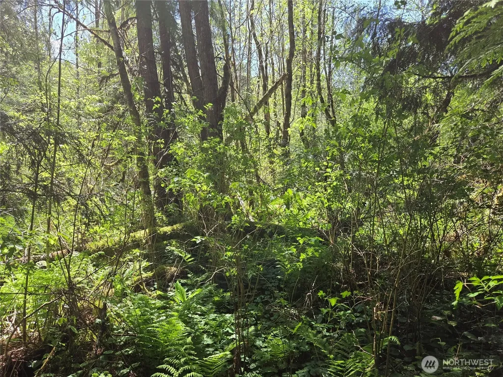 0 Falls Road Randle WA 98377