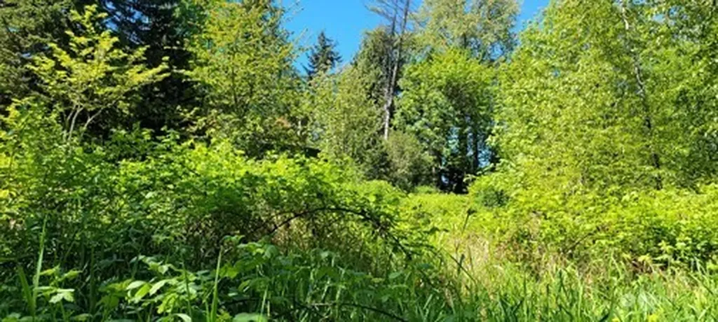 825 99th Avenue SE Lake Stevens WA 98258