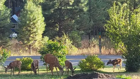 21603 Camp 12 Road Leavenworth WA 98826