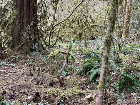 7138 Rainier Way Glacier WA 98244