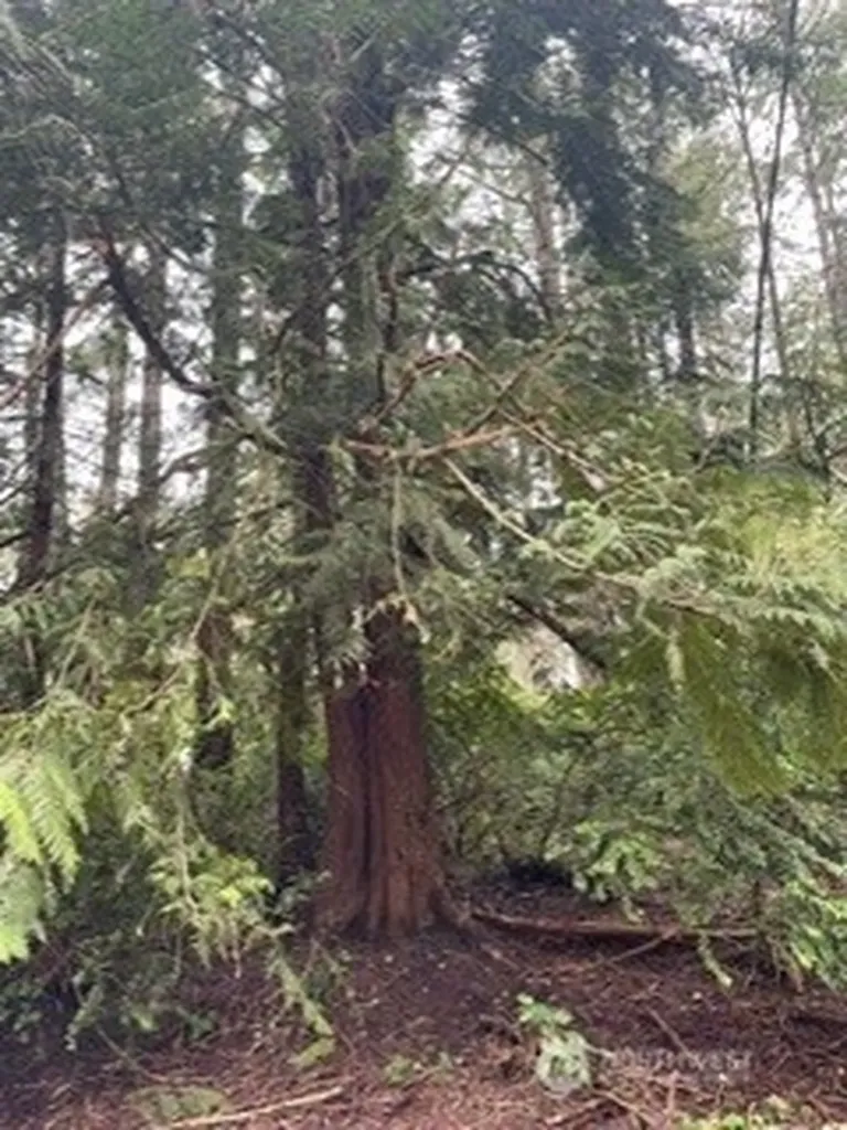 11307 114th Street Court Anderson Island WA 98303