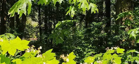 222 Triangle Cove Lane Camano Island WA 98282