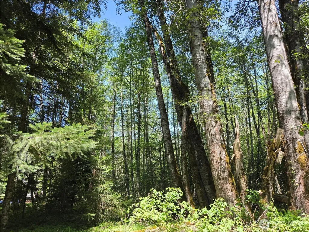 127 Campfire Lane Packwood WA 98361