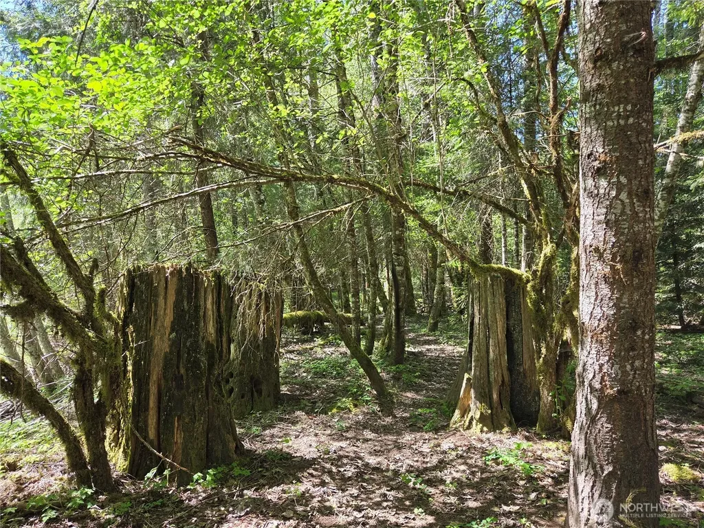 127 Campfire Lane Packwood WA 98361