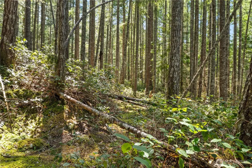 0 N White Tail Trail Hoodsport WA 98548