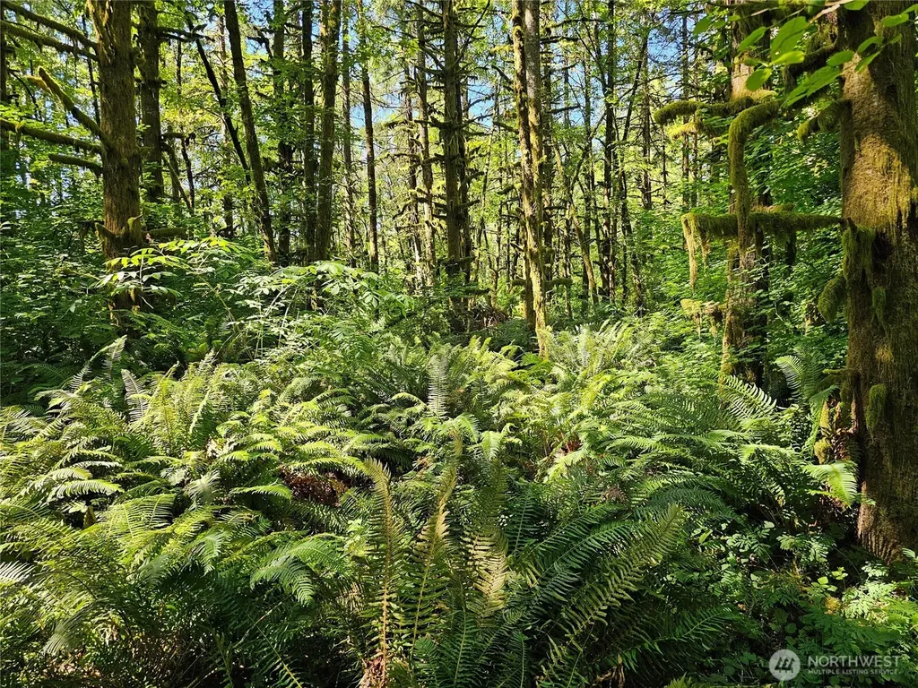 0 Peterson Road SW Tenino WA 98589