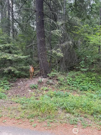 730 Tall Pines Drive Cle Elum WA 98992