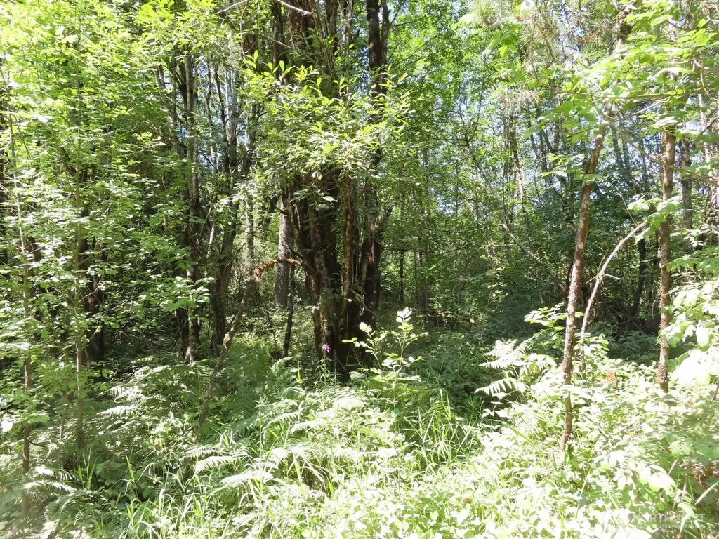 115 Campground Lane Winlock WA 98596