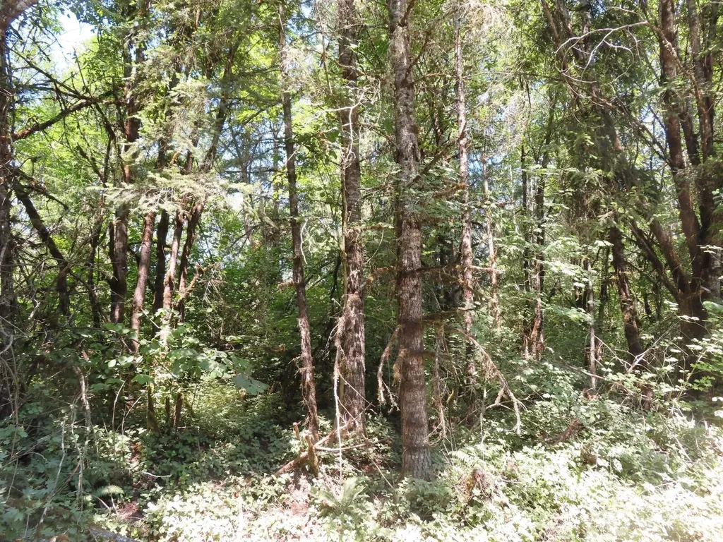 115 Campground Lane Winlock WA 98596
