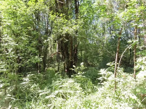 115 Campground Lane Winlock WA 98596