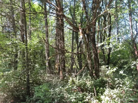 115 Campground Lane Winlock WA 98596