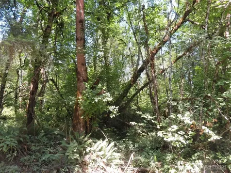 115 Campground Lane Winlock WA 98596
