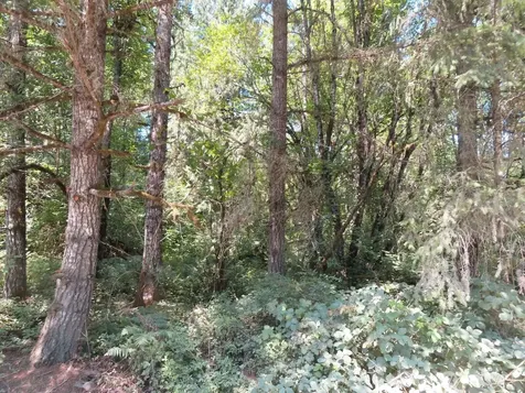 115 Campground Lane Winlock WA 98596