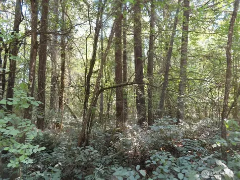 115 Campground Lane Winlock WA 98596