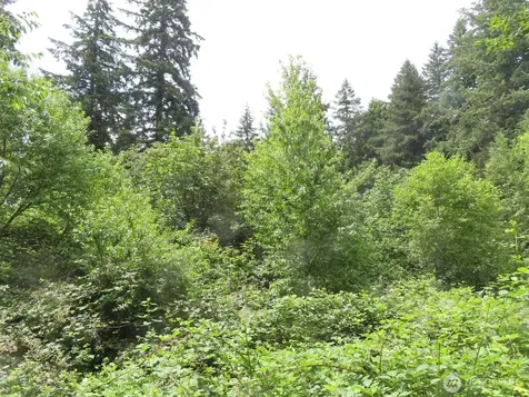 0 Coleman Road Mossyrock WA 98564