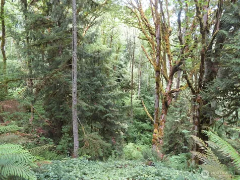 0 Valley View Drive Mossyrock WA 98564