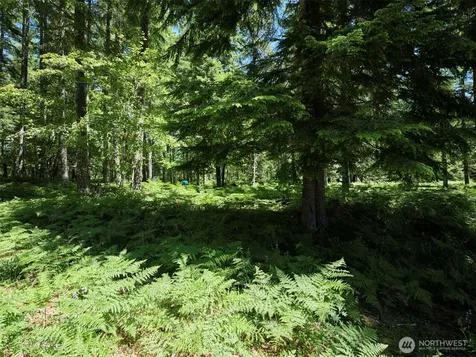 0 Loowit Lane Cougar WA 98616