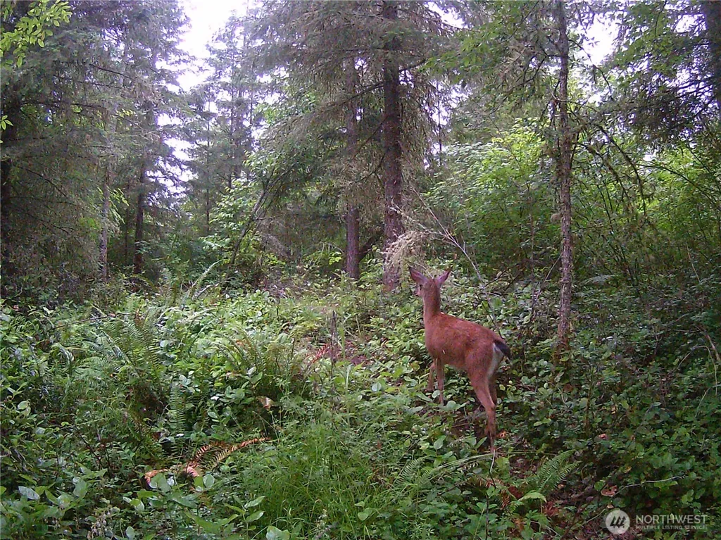 13721 Starflower Lane SE Yelm WA 98597