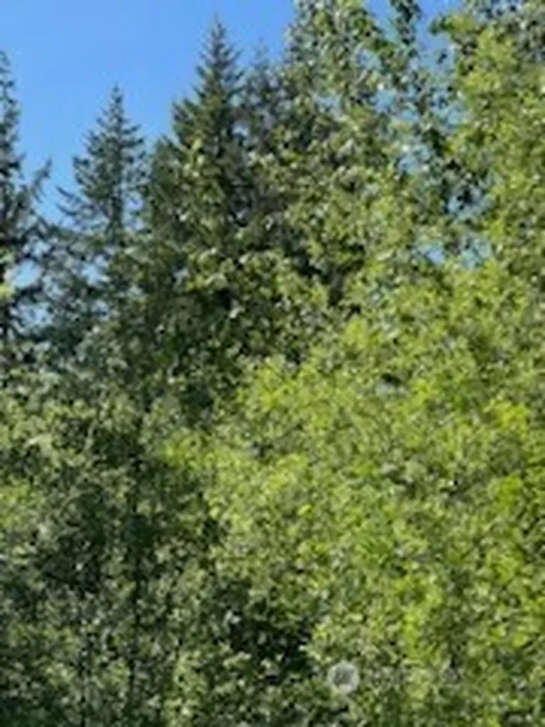 0 Lilly Road NE Olympia WA 98506