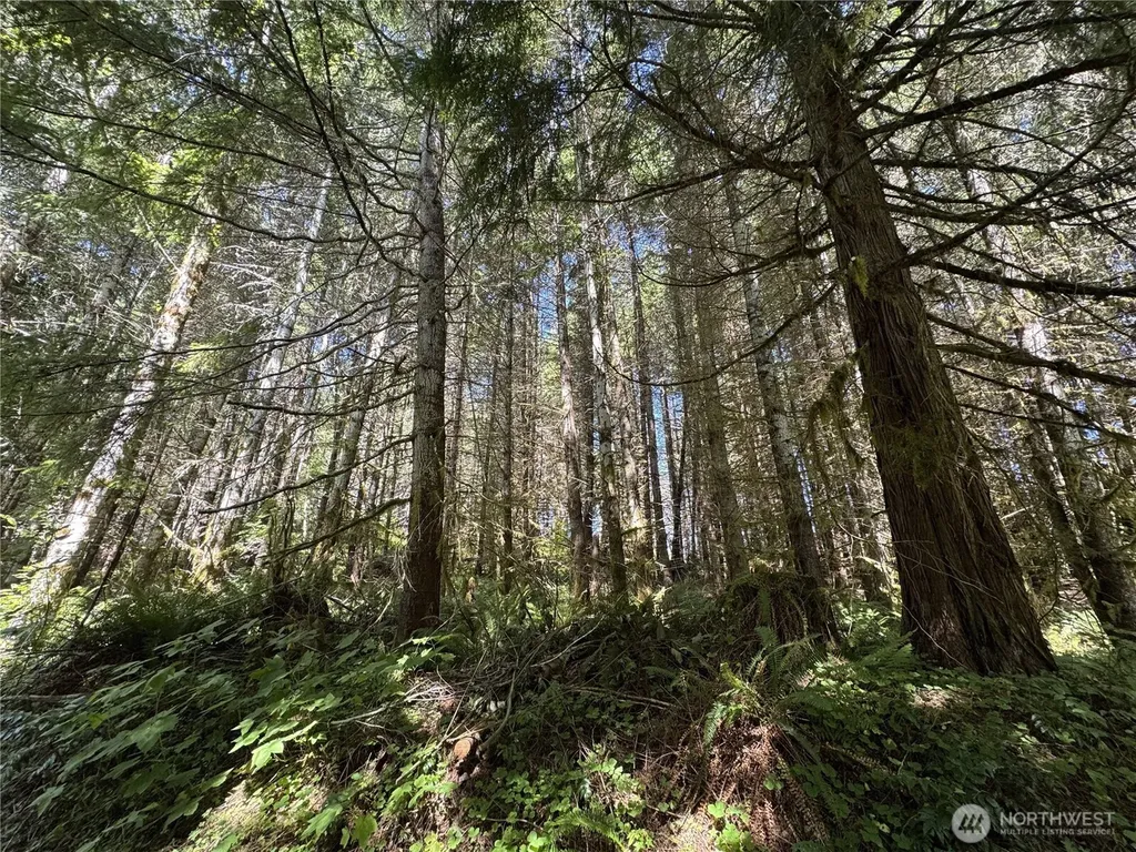 2 Skinner Road Randle WA 98377