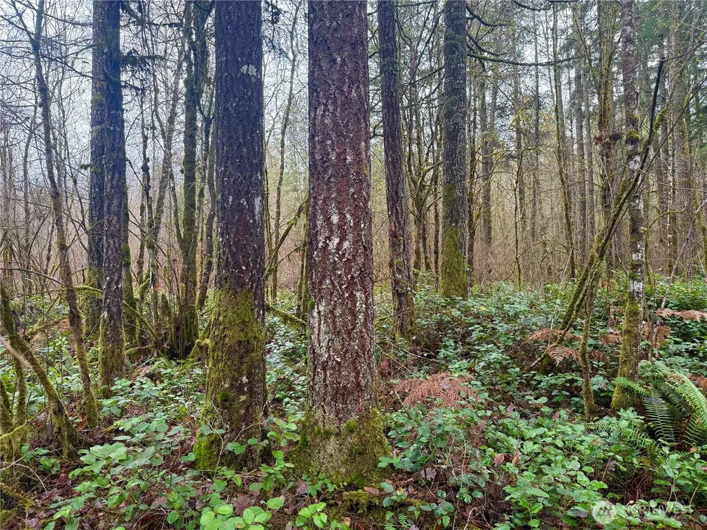 298 Boone Road Toledo WA 98591