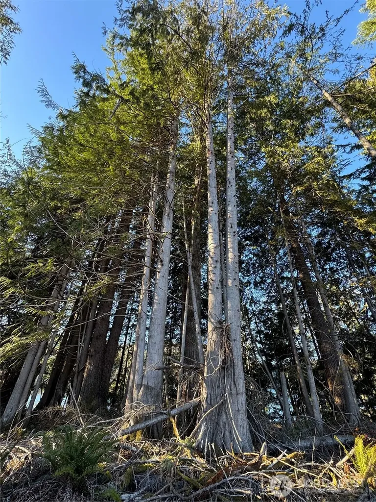 0 Mineral Creek Road N Mineral WA 98355