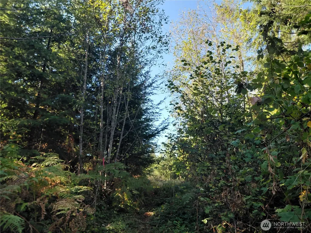 0 Buck Drive Randle WA 98377